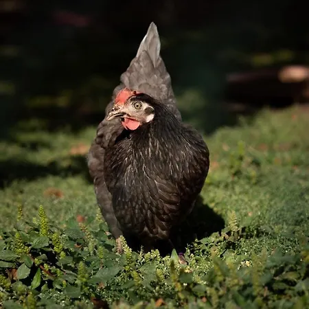 Weingut&gästezimmer Zillinger Frühstückspension
