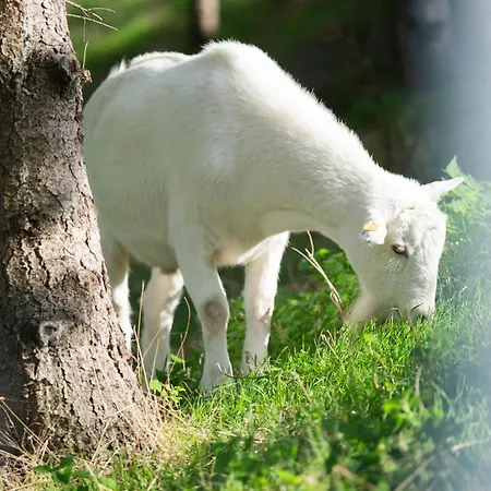 Frühstückspension Weingut&gästezimmer Zillinger 3*