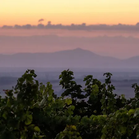 Weingut & Gaestezimmer Zillinger Ebenthal (Ganserndorf)