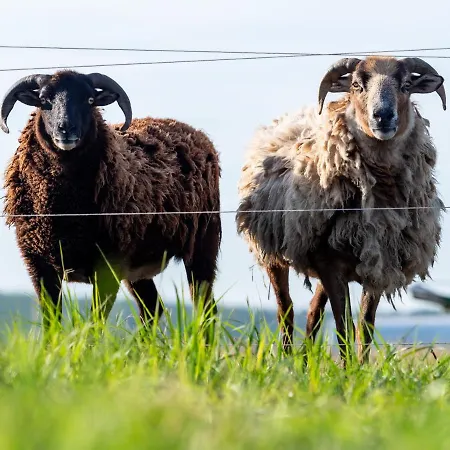Weingut & Gaestezimmer Zillinger Ebenthal (Ganserndorf)