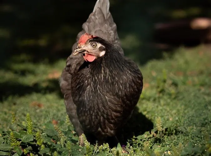 Weingut & Gaestezimmer Zillinger Bed & Breakfast