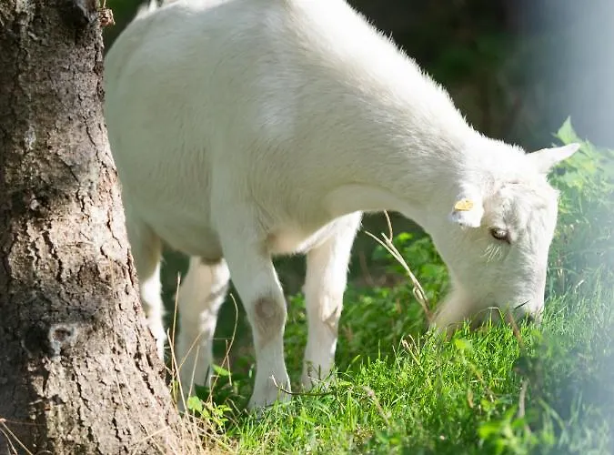 Bed & Breakfast Weingut & Gaestezimmer Zillinger 3*