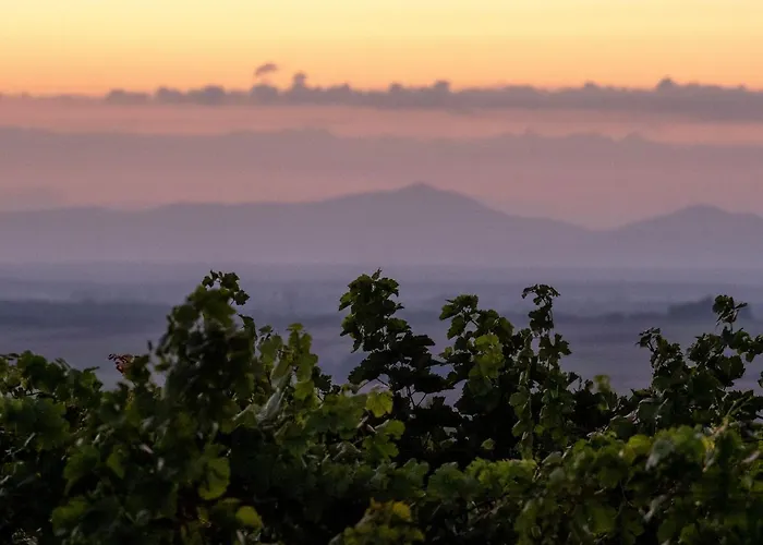Weingut & Gaestezimmer Zillinger Ebenthal (Ganserndorf)