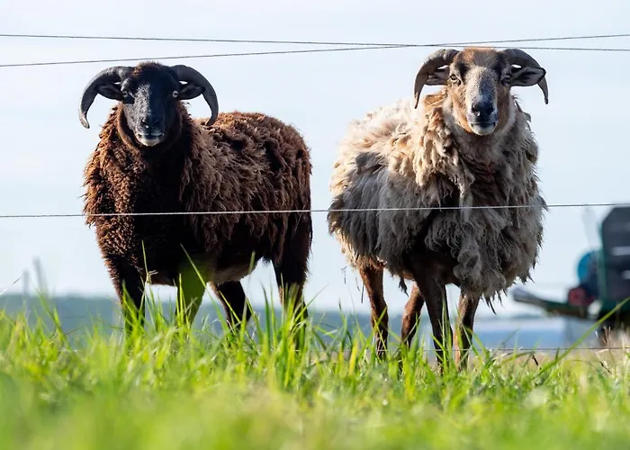 Weingut & Gaestezimmer Zillinger Ebenthal (Ganserndorf)